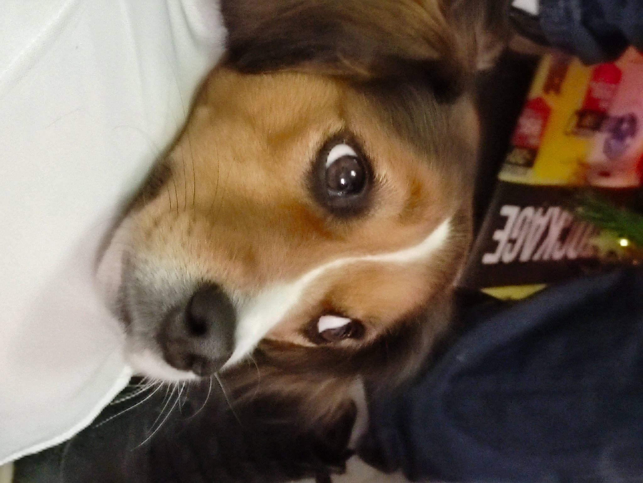 Gipsy participe au concours pour gagner de l'argent avec cette photo : brown, canidae, carnivore, collar, companion_dog, dog, dog_breed, fawn, fur, iris, non_sporting_group, pet_supply, snout, sporting_group, tan, terrestrial_animal, vertebrate, whiskers, working_animal, working_dog