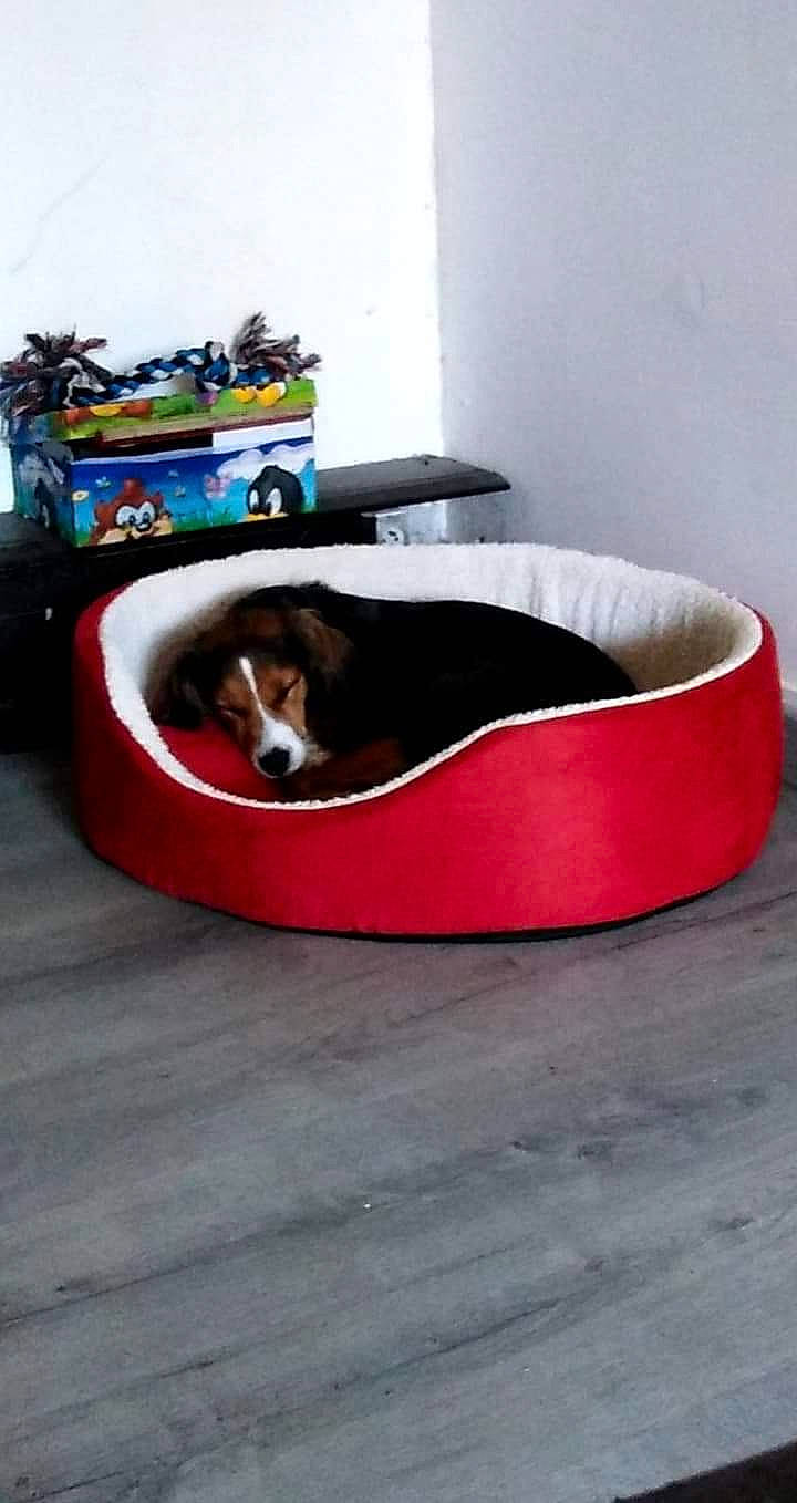 Gipsy a rejoint le concours — aidez-le/la à gagner de superbes lots ! canidae, carnivore, collar, comfort, companion_dog, couch, dog_bed, dog_breed, dog_supply, furniture, leash, sporting_group