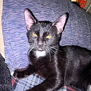 Elvis joined the competition — help win amazing prizes! cat, black_cat, pet, animal, feline, whiskers, yellow_eyes, lying_down, indoor, blanket, pillow, fur, cute, relaxed, domestic_cat, close_up, resting, cozy, mammal, sleepy