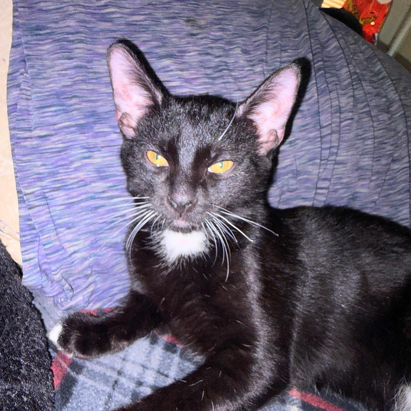 Elvis