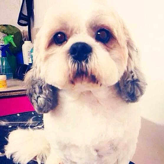 Alfie joined the competition — help win amazing prizes!