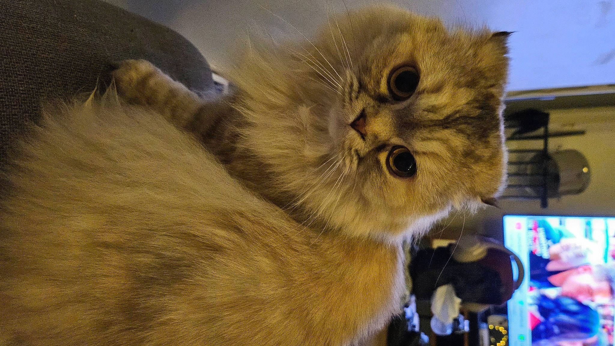 Miyu a rejoint le concours — aidez-le/la à gagner de superbes lots ! carnivore, cat, claw, domestic_short_haired_cat, event, fawn, felidae, fur, paw, small_to_medium_sized_cats, tail, terrestrial_animal, whiskers