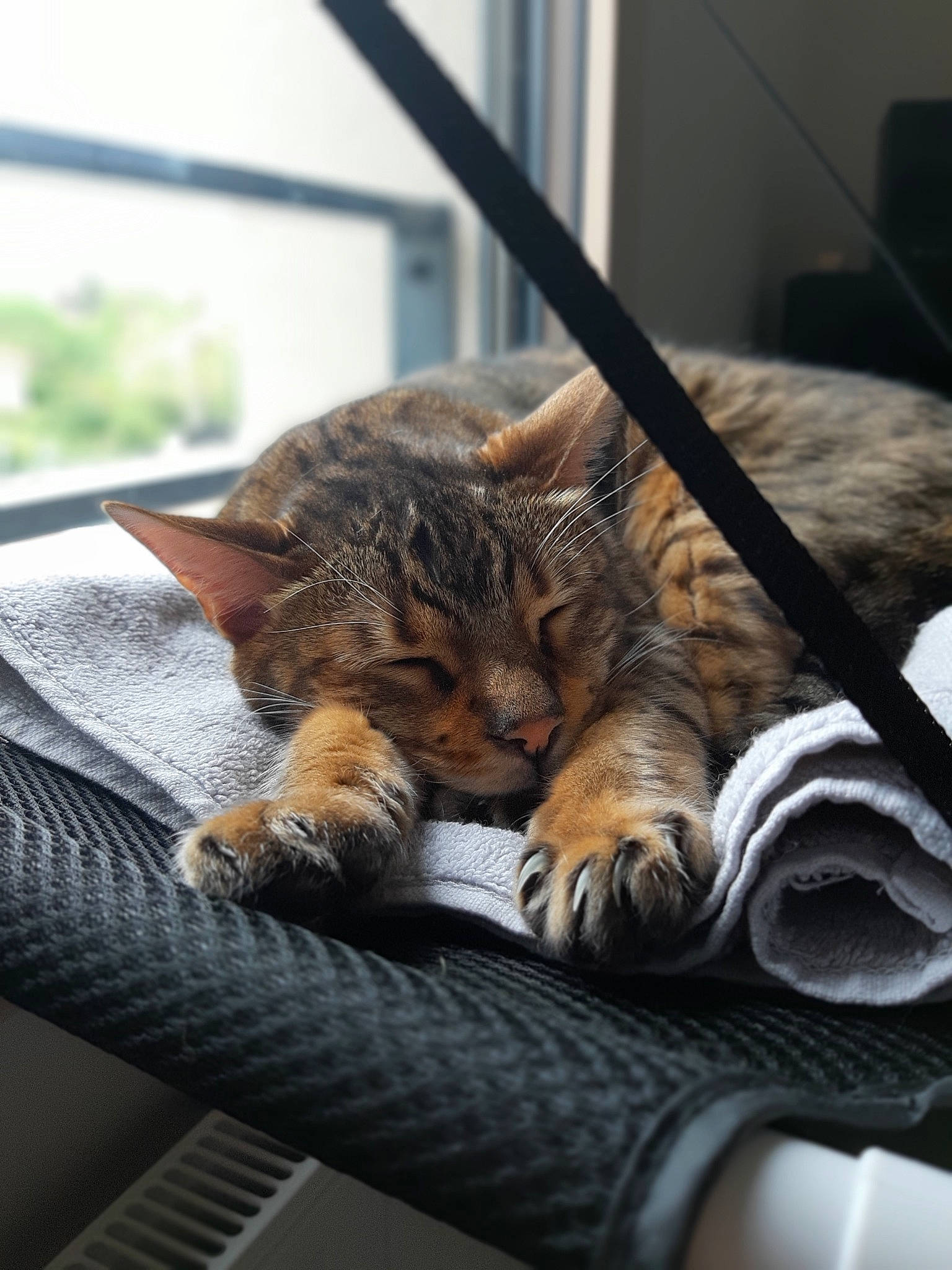 Brownie participe au concours pour gagner de l'argent avec cette photo : american_shorthair, asian, carnivore, cat, claw, domestic_short_haired_cat, dragon_li, european_shorthair, felidae, fur, kitten, nap, paw, pixie_bob, sleep, small_to_medium_sized_cats, snout, tabby_cat, toyger, whiskers