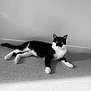 Nala participe au concours pour gagner de l'argent avec cette photo : cat, black_and_white, tuxedo_cat, animal, pet, indoor, carpet, relaxing, laying_down, feline, whiskers, ears, tail, paws, fur, eyes, shadow, sunlight, wall, floor
