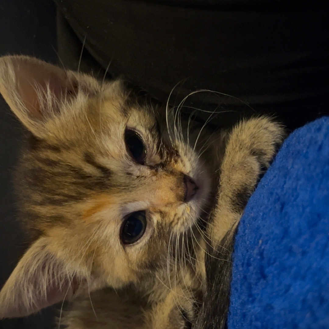 Nallah