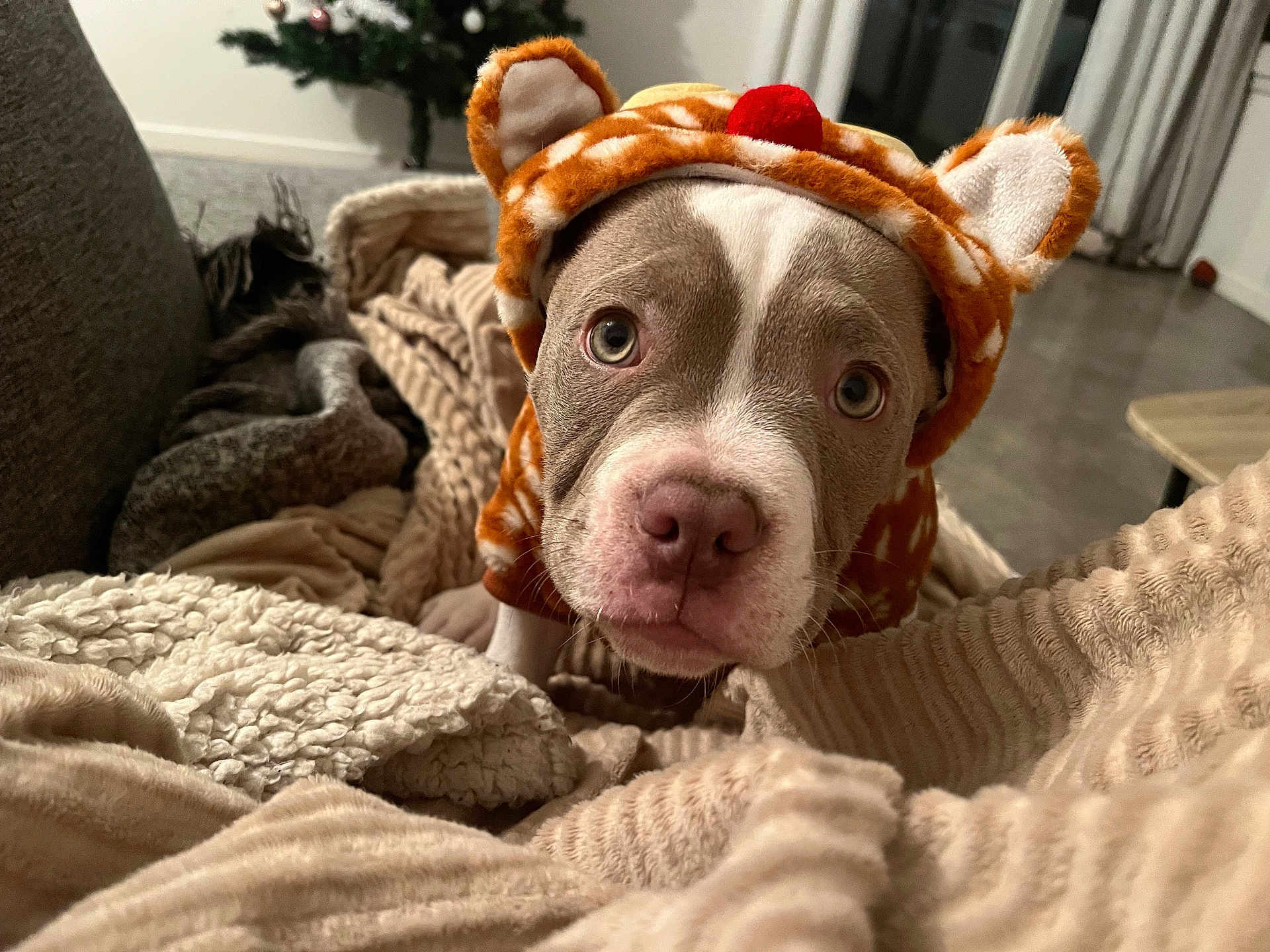 Aïko participe au concours pour gagner de l'argent avec cette photo : puppy, dog, costume, reindeer, hoodie, blanket, cozy, living_room, christmas_tree, holiday, cute, pet, indoor, fur, ears, brown, white, nose, eyes, warm