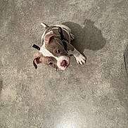 Aïko participe au concours pour gagner de l'argent avec cette photo : puppy, dog, floor, gray, shadow, toy, rope_toy, indoor, pet, looking_up, young_dog, harness, playful, curious, small_dog, animal, domestic_animal, texture, furniture, canine