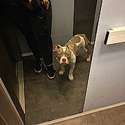Aïko participe au concours pour gagner de l'argent avec cette photo : animal, brown, clothing, curious, dog, elevator, floor, hand, indoor, leash, looking, mirror, person, pet, reflection, shoe, standing, urban, wall, white