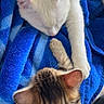 animals, blanket, blue_blanket, cat, closeup, companion, cute, ears, feline, fur, indoor, kitten, paw, pets, resting, sleeping, soft_texture, tabby_cat, whiskers, white_cat