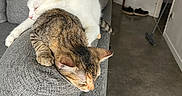 Lunaa a rejoint le concours — aidez-le/la à gagner de superbes lots ! animal, cat, cats, chair, couch, floor, furniture, gray_fabric, home, indoor, living_room, person, pet, relaxing, shoes, sleeping, sofa, tabby_cat, table, white_cat