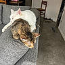 animal, cat, cats, chair, couch, floor, furniture, gray_fabric, home, indoor, living_room, person, pet, relaxing, shoes, sleeping, sofa, tabby_cat, table, white_cat