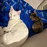 animal, beige_couch, blanket, blue_blanket, cat, companion, couch, cozy, cute, domestic, feline, fur, indoor, kitten, pet, relaxing, resting, sleeping, tabby_cat, white_cat