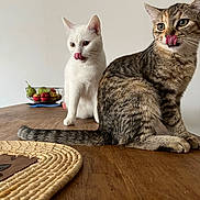 Lunaa a rejoint le concours — aidez-le/la à gagner de superbes lots ! alert, animal, cat, companion, curious, cute, domestic_cat, feline, fruit_basket, indoor, licking, pet, playful, sitting, tabby_cat, table, tongue_out, two_cats, white_cat, wooden_table