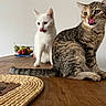 alert, animal, cat, companion, curious, cute, domestic_cat, feline, fruit_basket, indoor, licking, pet, playful, sitting, tabby_cat, table, tongue_out, two_cats, white_cat, wooden_table