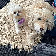 Zoe joined the competition — help win amazing prizes! dog, pet, fluffy, white_dog, cream_dog, blanket, couch, furniture, indoor, cozy, cute, collar, flower, animal, relaxing, companion, home, fur, friendship, resting