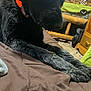 dog, black_dog, orange_collar, indoor, bed, blanket, furniture, carpet, wooden_table, couch, pet, animal, paw, stretching, cozy, home, relaxing, fur, canine, companion