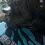 dog, black_dog, remote_control, blanket, blue, black, fur, indoor, pet, animal, bowl, wooden_furniture, cable, resting, close_up, texture, household, cozy, lying_down, domestic