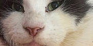 Egg Yolk Davis joined the competition — help win amazing prizes! animal, black_and_white, cat, close_up, cute, domestic_cat, face, feline, fluffy, fur, green_eyes, head, indoor, nose, pet, portrait, relaxed, soft, whisker_spots, whiskers