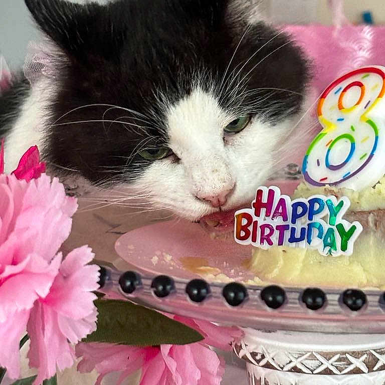 Egg Yolk Davis is registered to the contest to win money with this photo: animal, birthday_cake, black_and_white_cat, cake_stand, cat, celebration, close_up, curious, decor, festive, food, happy_birthday_sign, holiday, indoor, licking, number_8_candle, party, pet, pink_flowers, table