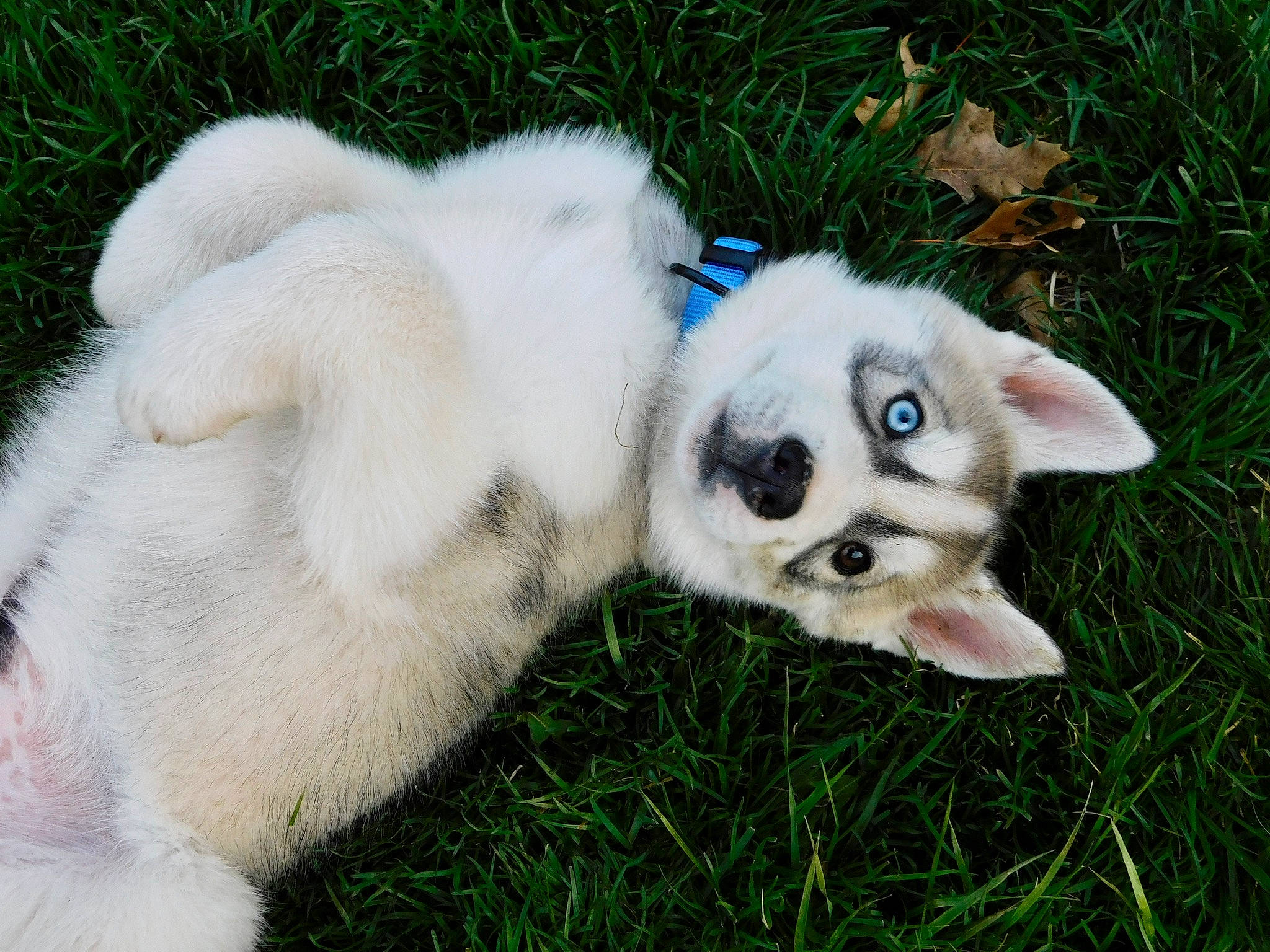 Malcolm joined the competition — help win amazing prizes! akbash_dog, ancient_dog_breeds, berger_blanc_suisse, canidae, carnivore, companion_dog, dog, dog_breed, grass, great_pyrenees, mammal, nose, puppy, rare_breed_dog, skin, slovak_cuvac, sporting_group, vertebrate