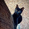 black_cat, cat, yellow_eyes, climbing, wood, wood_texture, gravel, outdoor, animal, pet, curious, feline, close_up, nature, paw, claw, looking_up, texture, daylight, wildlife