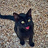 black_cat, kitten, animal, pet, outdoor, gravel, yellow_eyes, curious, looking_up, young_cat, feline, cute, small, playful, sitting, mouth_open, fur, whiskers, tail, nature