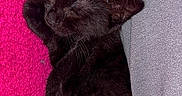 Baya participe au concours pour gagner de l'argent avec cette photo : black_kitten, sleeping, cat, fur, cute, cozy, pink_background, gray_fabric, resting, pet, animal, small, closeup, adorable, young, soft, domestic_cat, relaxed, indoor, cute_pet