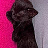 black_kitten, sleeping, cat, fur, cute, cozy, pink_background, gray_fabric, resting, pet, animal, small, closeup, adorable, young, soft, domestic_cat, relaxed, indoor, cute_pet