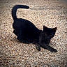 black_cat, cat, animal, pet, outdoor, pebbles, ground, tail, playful, alert, feline, mammal, cute, whiskers, eyes, nature, fur, small_animal, crouching, wildlife