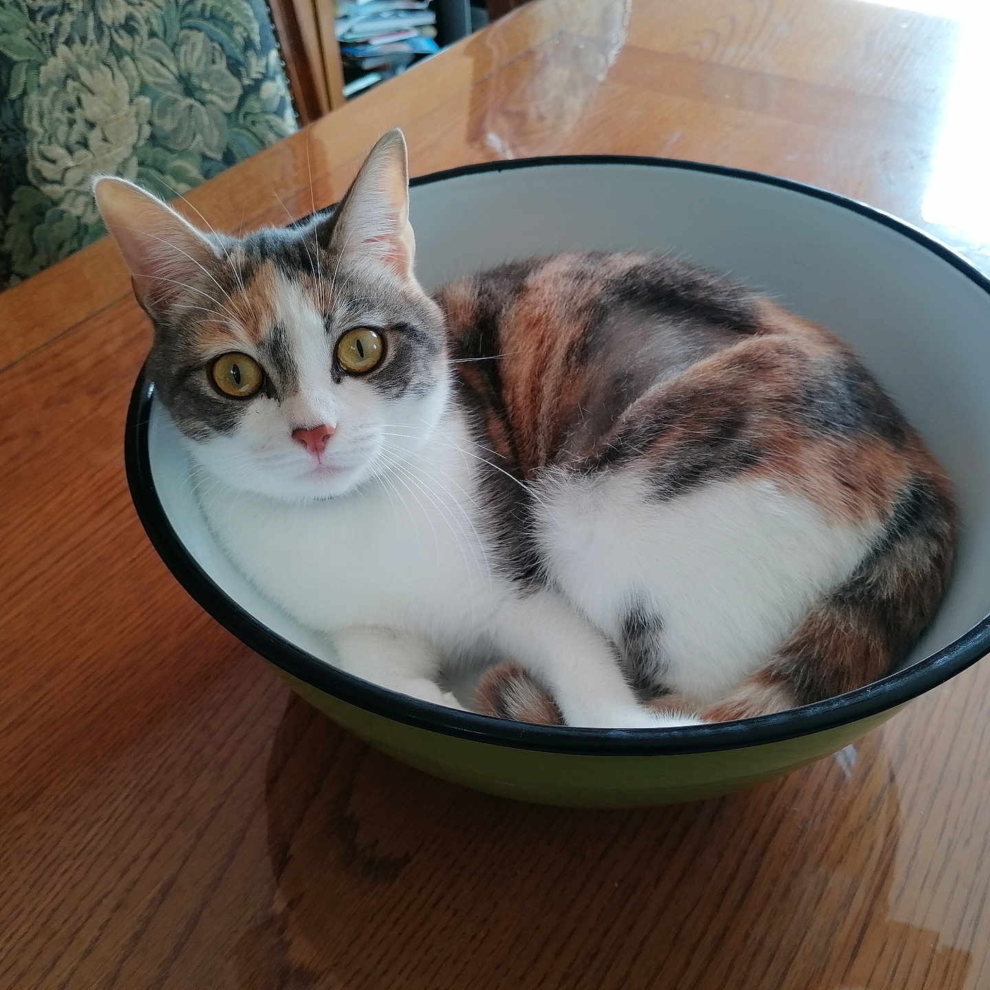 Noisette participe au concours pour gagner de l'argent avec cette photo : bowl, calico, cat, cozy, curious, curled_up, domestic_animal, domestic_life, ears, eyes, feline, fur, household_item, indoor, looking_at_camera, pet, resting, table, whiskers, wooden_table