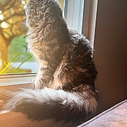 Freyja joined the competition — help win amazing prizes! cat, fluffy, window, sunlight, indoor, pet, animal, tail, furry, domestic, looking_out, nature_outside, warm_light, soft_focus, cozy, peaceful, houseplant, daytime, side_view, relaxing