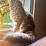 cat, fluffy, window, sunlight, indoor, pet, animal, tail, furry, domestic, looking_out, nature_outside, warm_light, soft_focus, cozy, peaceful, houseplant, daytime, side_view, relaxing
