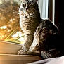 Freyja is registered to the contest to win money with this photo: cat, fluffy, windowsill, sunlight, indoor, pet, feline, portrait, animal, nature_background, warm_light, soft_focus, domestic_cat, whiskers, ears, fur, relaxed, looking_away, window, daylight