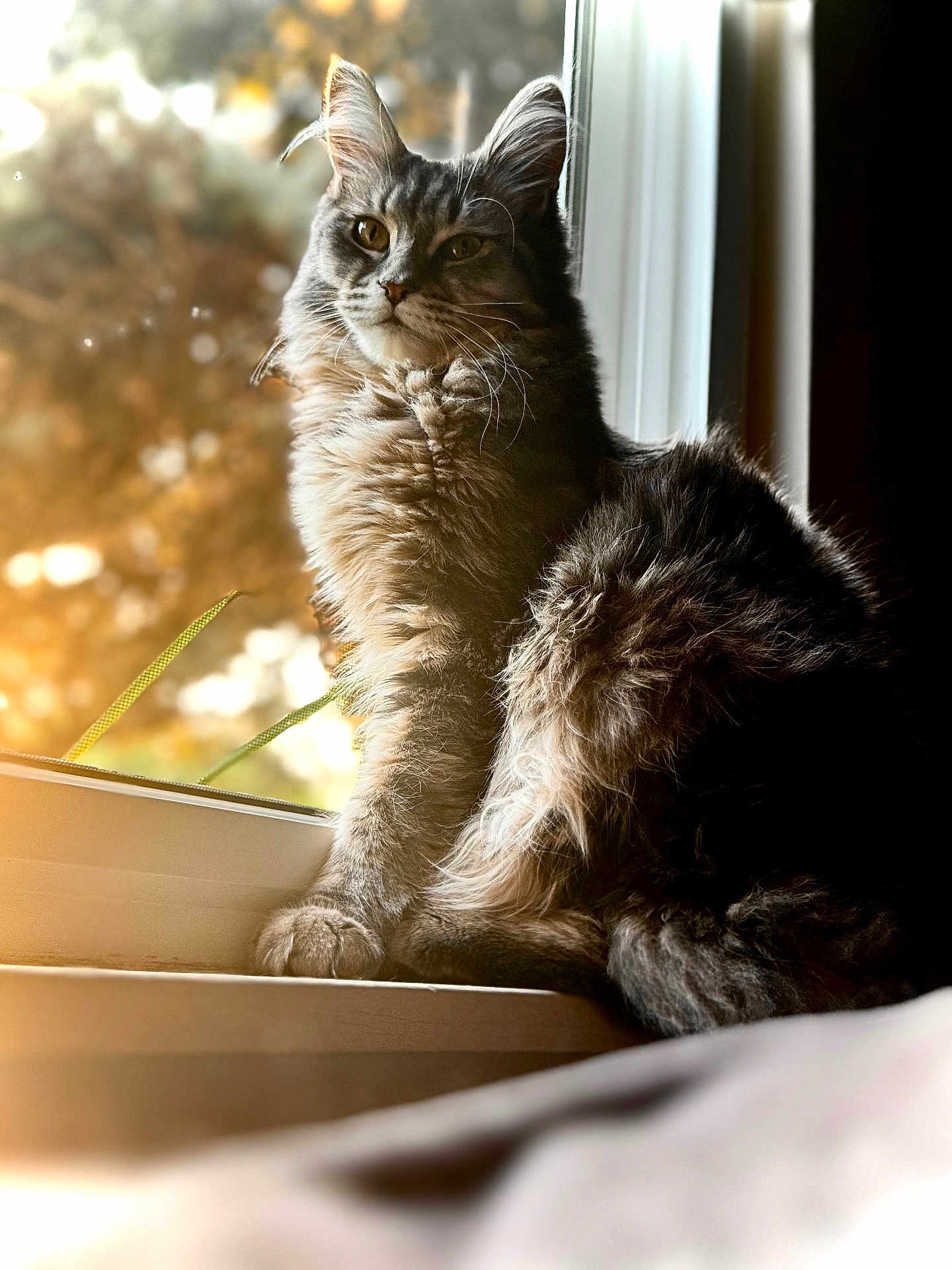 Freyja is registered to the contest to win money with this photo: cat, fluffy, windowsill, sunlight, indoor, pet, feline, portrait, animal, nature_background, warm_light, soft_focus, domestic_cat, whiskers, ears, fur, relaxed, looking_away, window, daylight