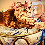 Freyja joined the competition — help win amazing prizes! cat, fluffy, feline, pet, animal, chair, cushion, indoor, relaxed, furniture, cozy, fur, whiskers, ears, paws, home, comfort, resting, cute, domestic
