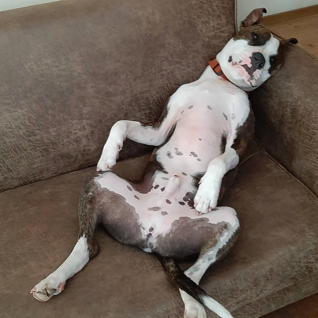 Phebus participe au concours pour gagner de l'argent avec cette photo : art, canidae, carmine, carnivore, chest, comfort, companion_dog, dog, dog_breed, fawn, flooring, human_leg, leg, snout, sporting_group, tail, toy, trunk, wood, working_animal