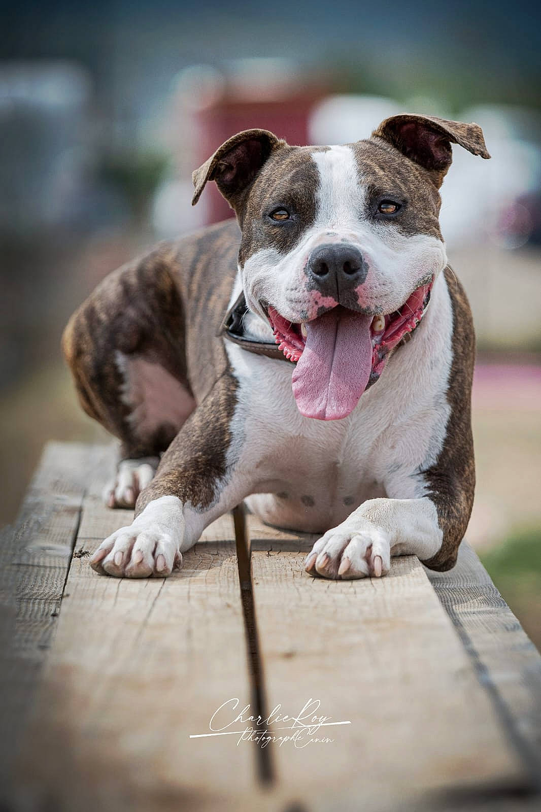 Phebus a rejoint le concours — aidez-le/la à gagner de superbes lots ! canidae, carnivore, collar, companion_dog, dog, dog_breed, fawn, grass, non_sporting_group, paw, sporting_group, terrestrial_animal, whiskers, wood, working_animal, working_dog