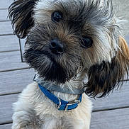 Henry J is registered to the contest to win money with this photo: puppy, dog, pet, collar, fur, cute, outdoor, deck, wood, grass, animal, small_dog, curious, fluffy, portrait, young, friendly, closeup, head_tilt, brown