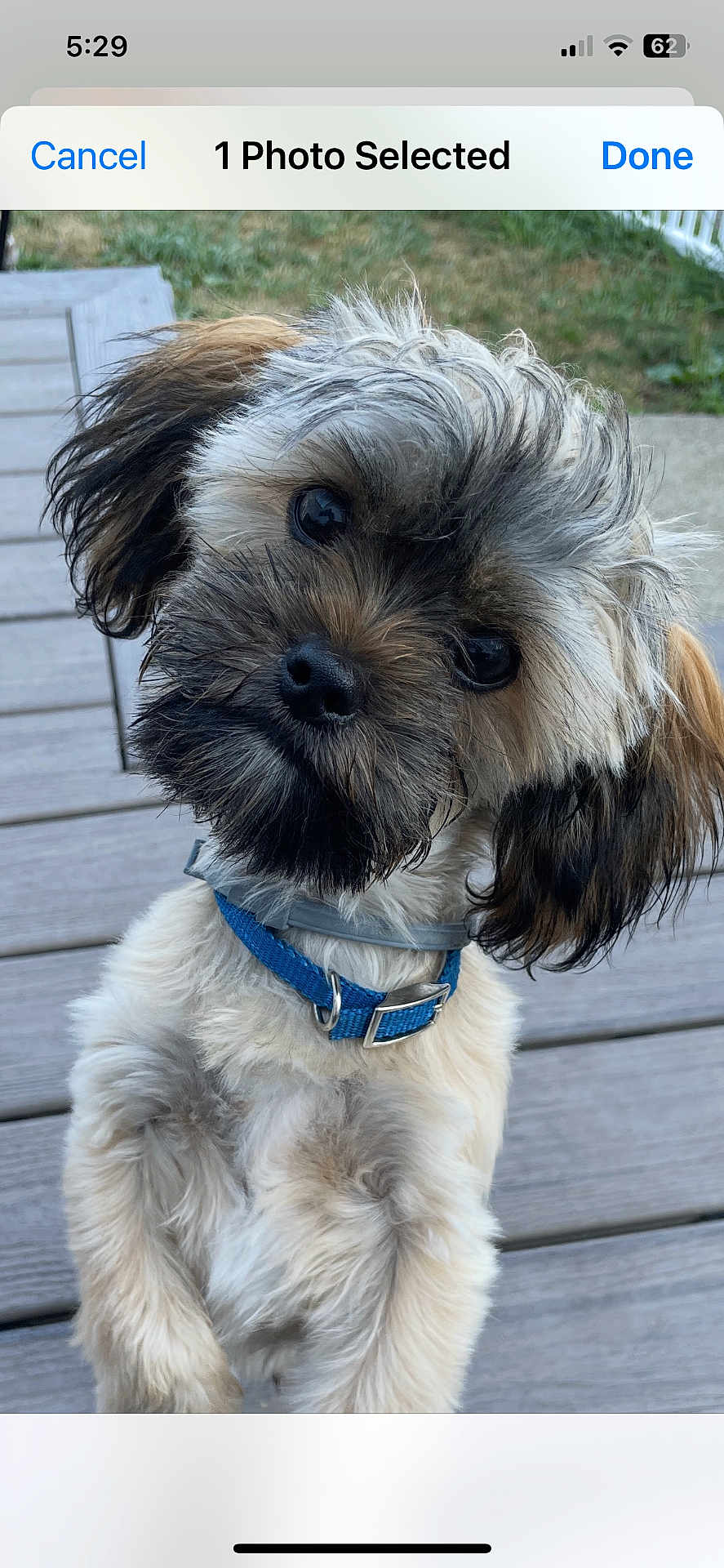 Henry J is registered to the contest to win money with this photo: puppy, dog, pet, collar, fur, cute, outdoor, deck, wood, grass, animal, small_dog, curious, fluffy, portrait, young, friendly, closeup, head_tilt, brown