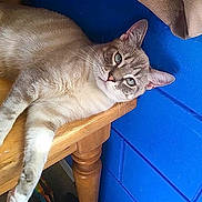 Charlie is registered to the contest to win money with this photo: animal, beige_cloth, blue_wall, calm, cat, closeup, corner, curious, domestic, feline, fur, household, indoor, paw, pet, relaxed, resting, stretching, table, wooden_table