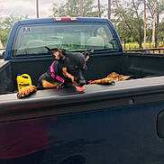 Baby Bit joined the competition — help win amazing prizes! dog, pickup_truck, truck_bed, pink_collar, tongue_out, black_dog, tan_markings, yellow_container, wood, trees, outdoor, cloudy_sky, fence, playful, pet, animal, vehicle, nature, grass, rural