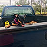 dog, pickup_truck, truck_bed, pink_collar, tongue_out, black_dog, tan_markings, yellow_container, wood, trees, outdoor, cloudy_sky, fence, playful, pet, animal, vehicle, nature, grass, rural