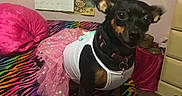 Baby Bit joined the competition — help win amazing prizes! dog, small_dog, clothing, tutu, bed, bedspread, rainbow, zebra_stripes, pink, decorations, calendar, wall, drawing, cute, pet, indoor, furniture, collar, animal, canine