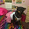 dog, small_dog, clothing, tutu, bed, bedspread, rainbow, zebra_stripes, pink, decorations, calendar, wall, drawing, cute, pet, indoor, furniture, collar, animal, canine