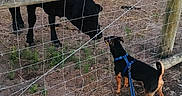 Kourage is registered to the contest to win money with this photo: dog, cow, fence, wire_fence, outdoor, animal, curious, leash, harness, grass, dirt, gravel, farm, rural, nature, pet, interaction, field, mammal, daylight