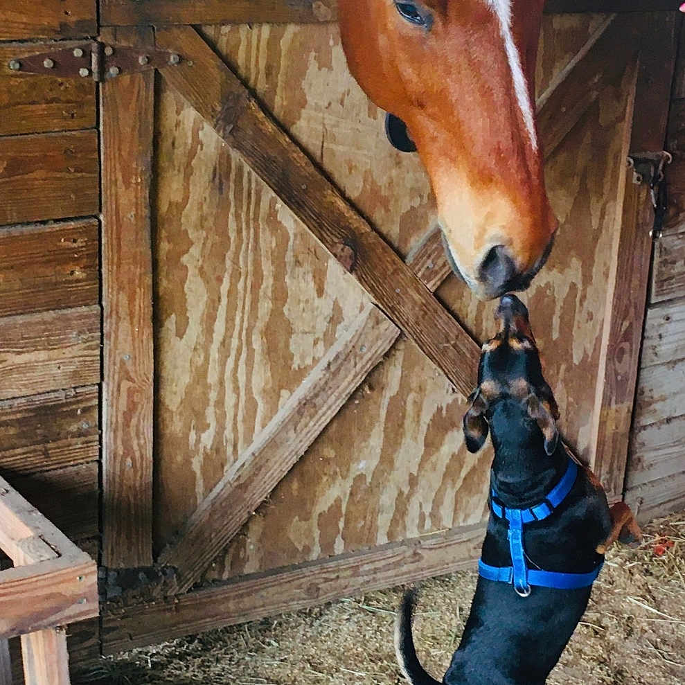 Kourage joined the competition — help win amazing prizes! dog, horse, barn, stable, animal_interaction, wooden_door, curious_dog, brown_horse, hay, farm, animal, pet, outdoor, friendship, muzzle_touch, fence, harness, standing_dog, barn_interior, nature