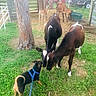 Kourage joined the competition — help win amazing prizes! puppy, dog, calf, cow, goat, grass, leash, farm, animal, livestock, tree, shelter, fence, greenery, outdoor, field, young_animals, curious, interaction, daylight