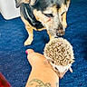 Kourage is registered to the contest to win money with this photo: dog, hedgehog, tattoo, arm, blue_carpet, pet, animal_interaction, sniffing, curious, small_animal, close_up, domestic_animal, indoor, furry, quills, paw, human_hand, pet_care, friendly, companions