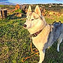 dog, husky, outdoor, grass, leash, collar, clouds, sky, sunlight, nature, field, animal, pet, mammal, canine, daylight, fur, ears, snout, rural