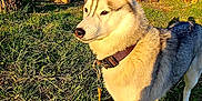 Sola a rejoint le concours — aidez-le/la à gagner de superbes lots ! dog, husky, outdoor, grass, field, sky, clouds, sunlight, nature, collar, leash, animal, pet, mammal, daytime, ears, fur, canine, landscape, rural